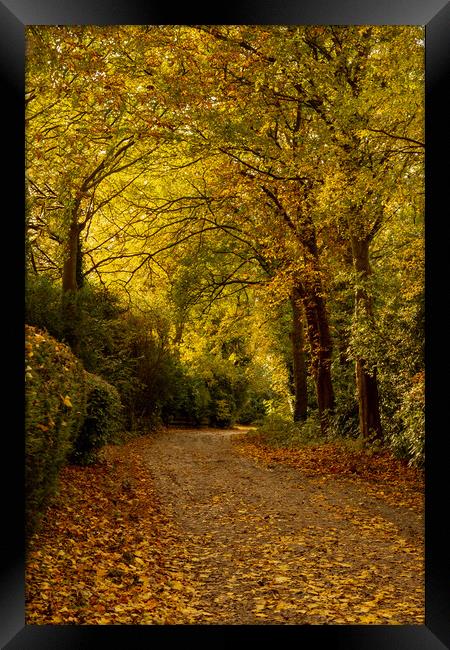 A Yorkshire lane in autumn.  Framed Print by Ros Crosland