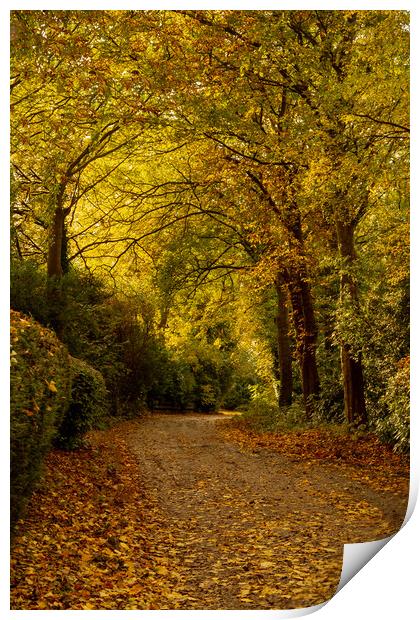 A Yorkshire lane in autumn.  Print by Ros Crosland
