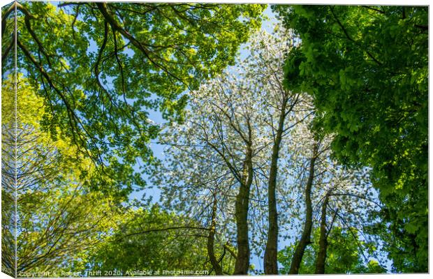 Tree canopy in spring Canvas Print by Robert Thrift