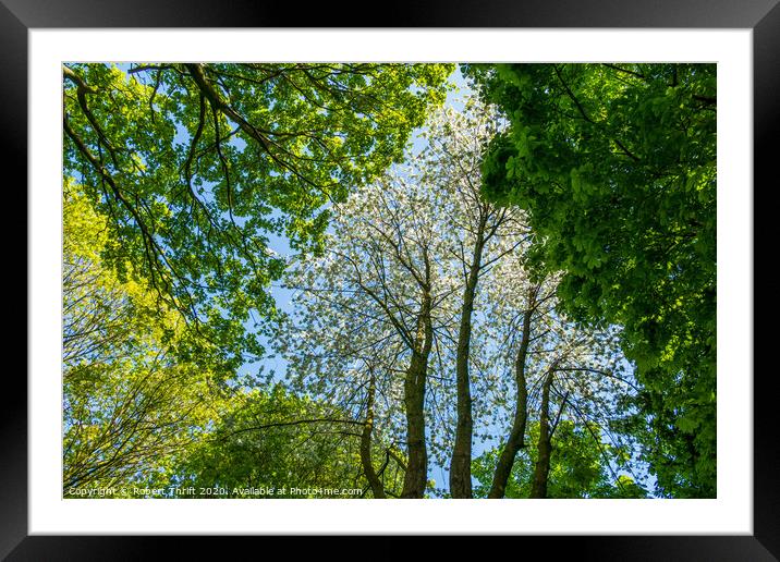 Tree canopy in spring Framed Mounted Print by Robert Thrift