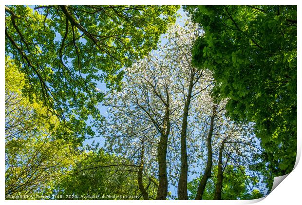 Tree canopy in spring Print by Robert Thrift