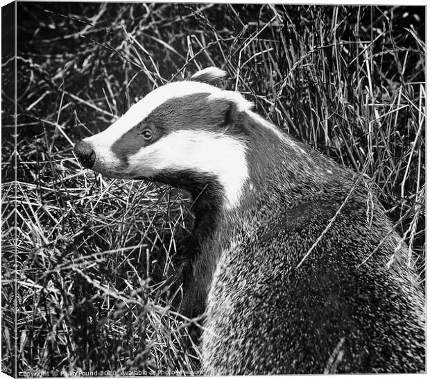 Badger Black and White Portrait Canvas Print by Philip Pound