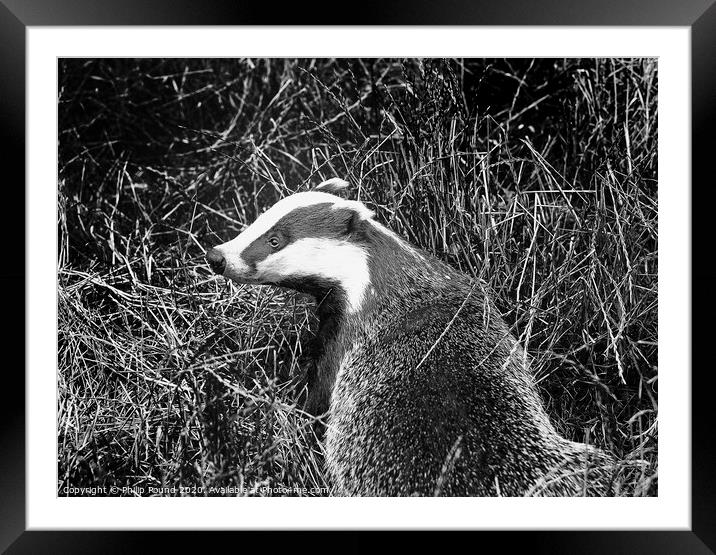 Badger Black and White Landscape Framed Mounted Print by Philip Pound