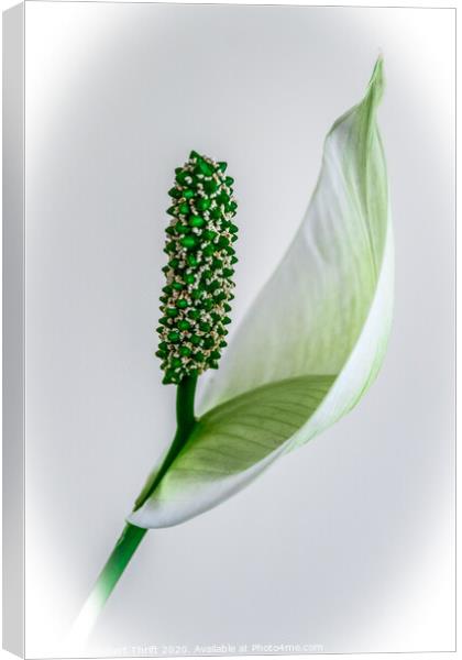 Peace Lily Canvas Print by Robert Thrift