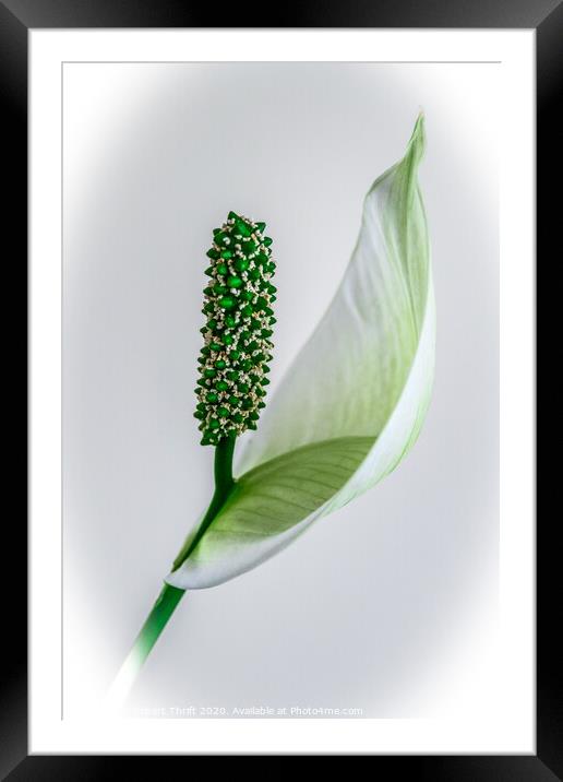 Peace Lily Framed Mounted Print by Robert Thrift