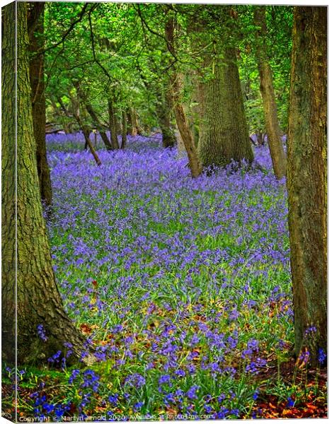 Signs of Hope - Bluebell Wood in Spring Canvas Print by Martyn Arnold