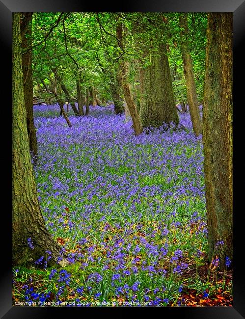 Signs of Hope - Bluebell Wood in Spring Framed Print by Martyn Arnold