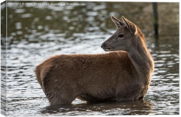 Inquisitive Deer Canvas Print by Kevin White