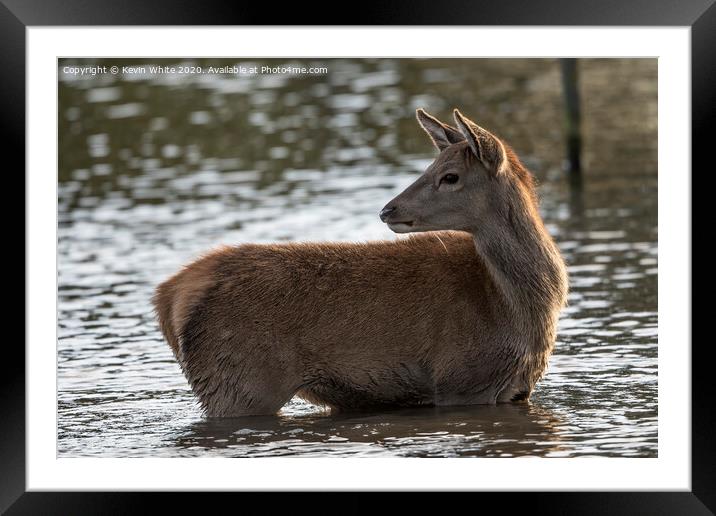 Inquisitive Deer Framed Mounted Print by Kevin White