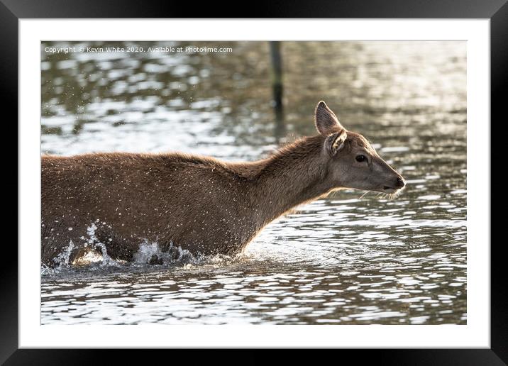 Young deer enjoying a splash Framed Mounted Print by Kevin White