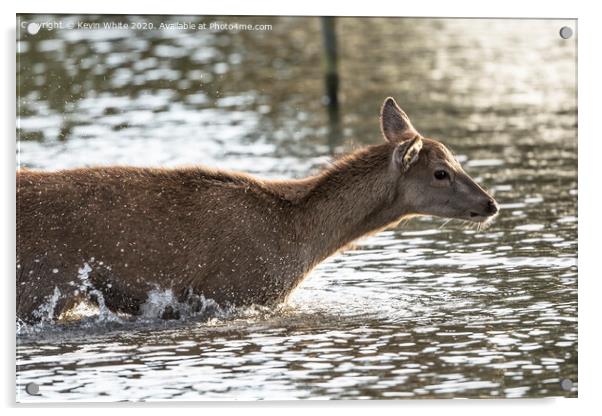 Young deer enjoying a splash Acrylic by Kevin White