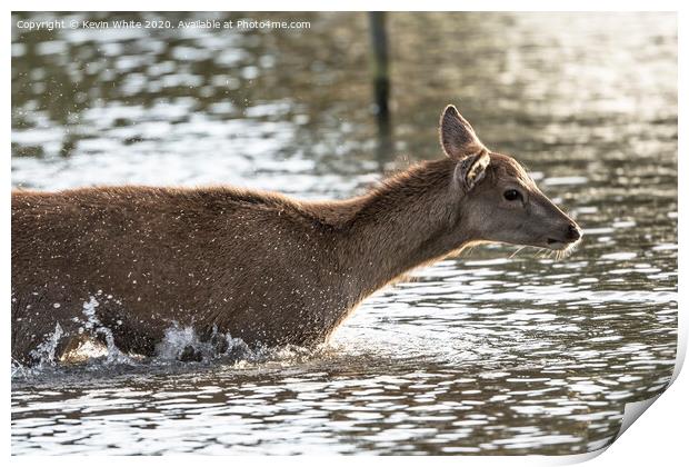 Young deer enjoying a splash Print by Kevin White