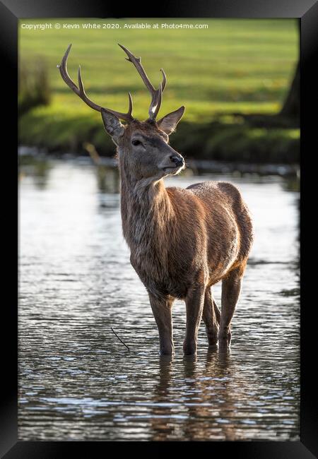 Young Stag Framed Print by Kevin White