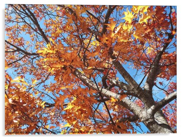 Autumn tree colour Acrylic by Paula Palmer canvas