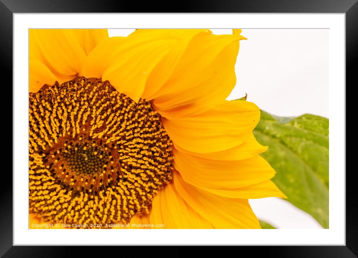 Sunflower #1 Framed Mounted Print by Jaxx Lawson