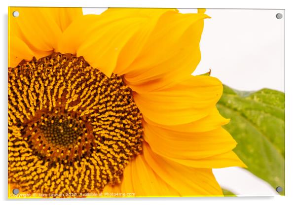 Sunflower #1 Acrylic by Jaxx Lawson