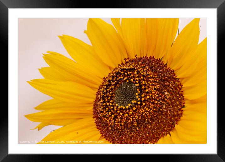Sunflower #2 Framed Mounted Print by Jaxx Lawson