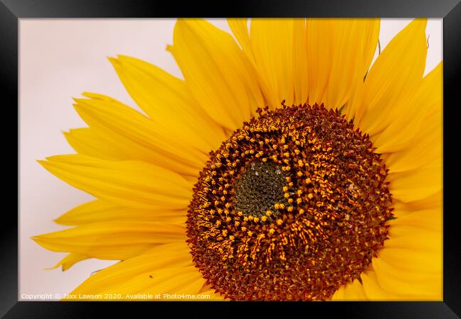 Sunflower #2 Framed Print by Jaxx Lawson
