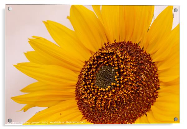 Sunflower #2 Acrylic by Jaxx Lawson