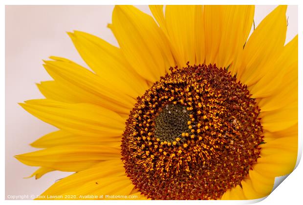 Sunflower #2 Print by Jaxx Lawson
