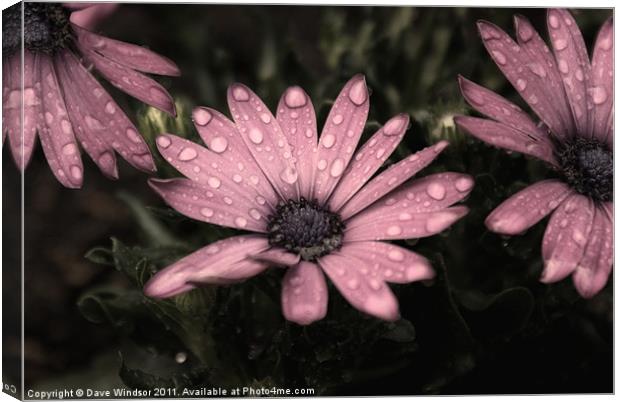 Water Soaked Flowers Canvas Print by Dave Windsor