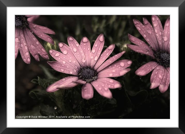 Water Soaked Flowers Framed Mounted Print by Dave Windsor