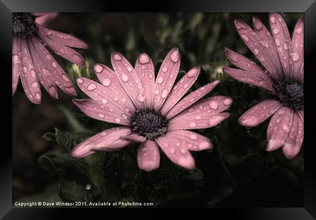 Water Soaked Flowers Framed Print by Dave Windsor