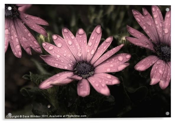 Water Soaked Flowers Acrylic by Dave Windsor