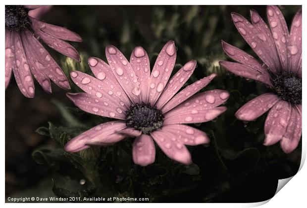 Water Soaked Flowers Print by Dave Windsor