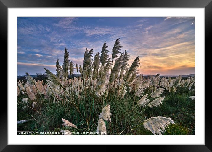 Sunset At The Pampas Grass Framed Mounted Print by Wight Landscapes