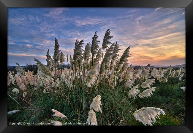 Sunset At The Pampas Grass Framed Print by Wight Landscapes