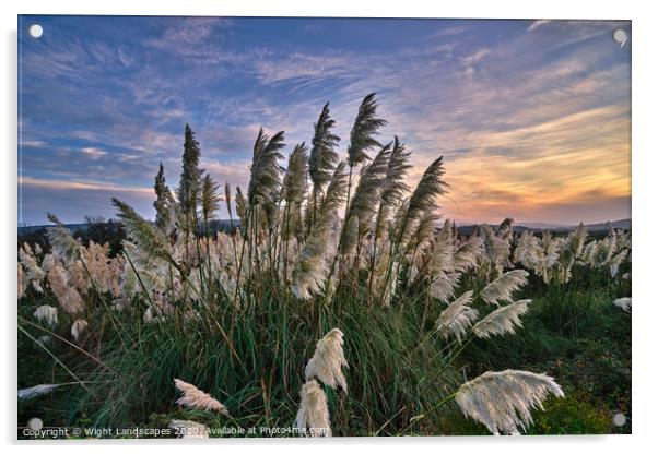 Sunset At The Pampas Grass Acrylic by Wight Landscapes