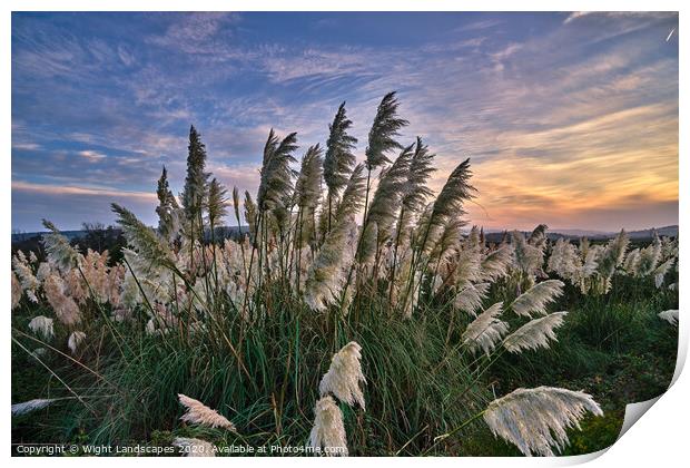 Sunset At The Pampas Grass Print by Wight Landscapes