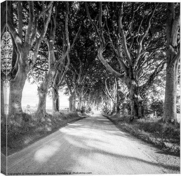 Light in the Dark Hedges in Northern Ireland Canvas Print by David McFarland