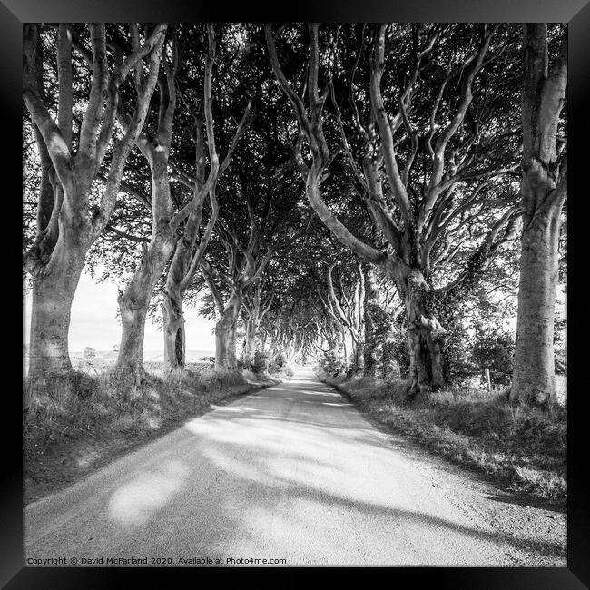 Light in the Dark Hedges in Northern Ireland Framed Print by David McFarland
