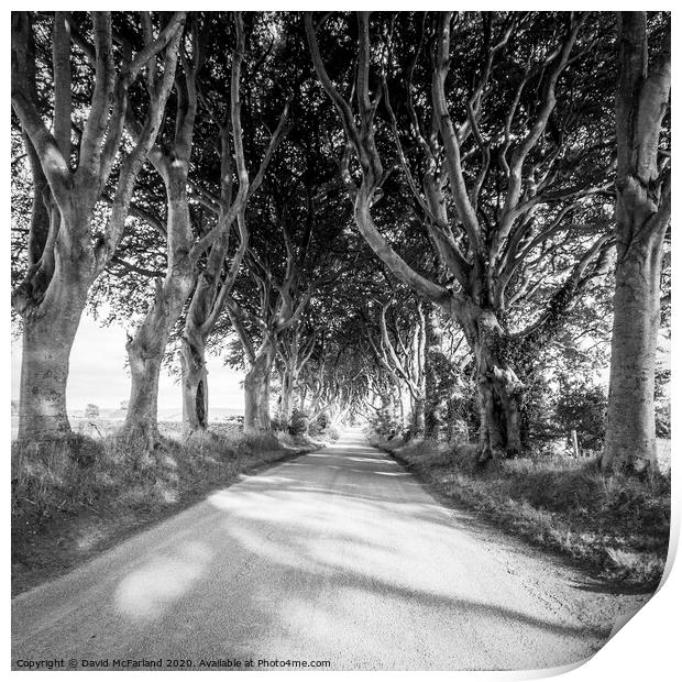 Light in the Dark Hedges in Northern Ireland Print by David McFarland