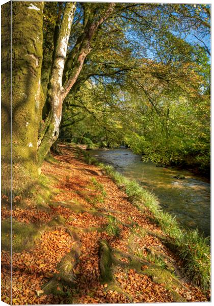 woodland walk river fowey cornwall Canvas Print by Eddie John