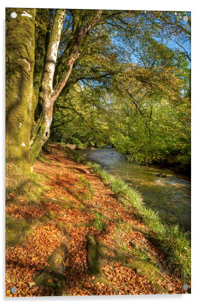 woodland walk river fowey cornwall Acrylic by Eddie John