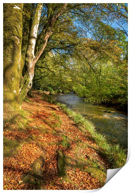 woodland walk river fowey cornwall Print by Eddie John