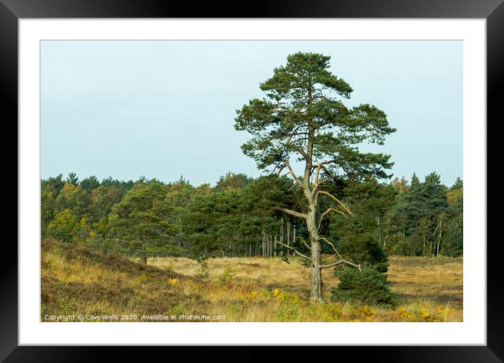 Lone tree seen at Wolverton in Norfolk. Framed Mounted Print by Clive Wells
