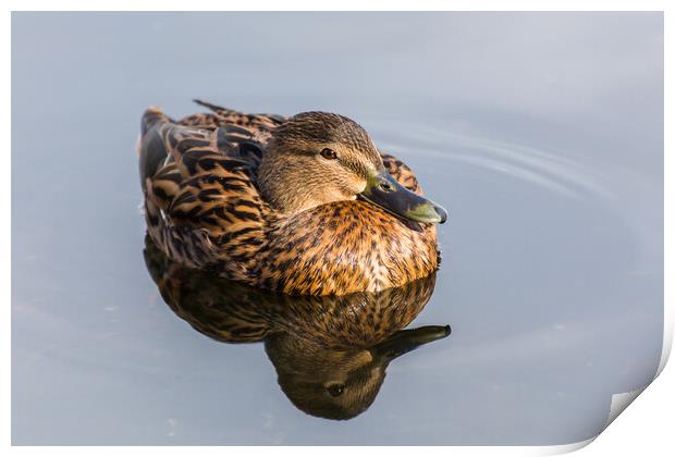 Mallard duck on the water Print by Jason Wells