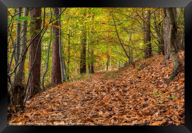 Beech & Chestnut Walk No.2 Framed Print by David Tinsley