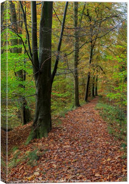 Autumn Beech Wood Walk No.2 Canvas Print by David Tinsley