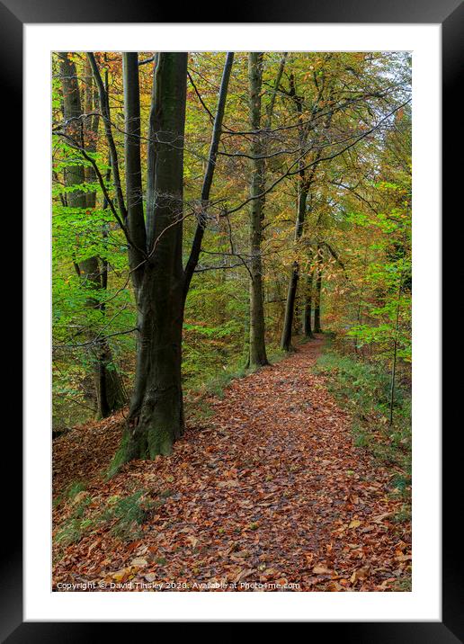 Autumn Beech Wood Walk No.2 Framed Mounted Print by David Tinsley