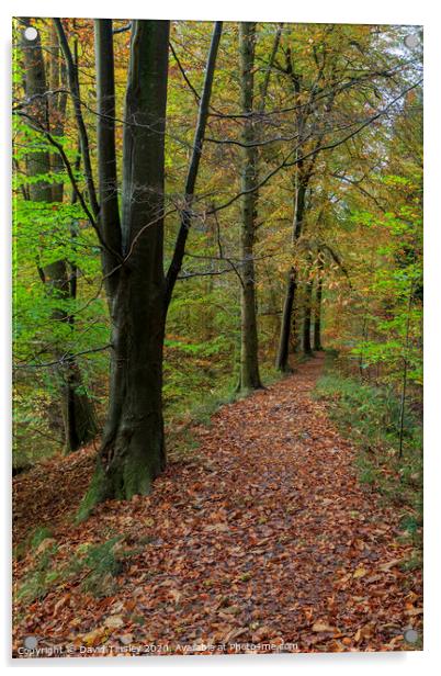 Autumn Beech Wood Walk No.2 Acrylic by David Tinsley