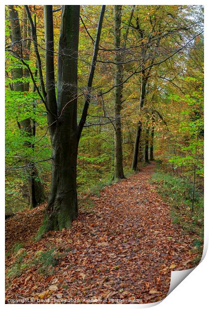 Autumn Beech Wood Walk No.2 Print by David Tinsley