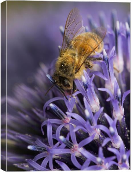 Honey Bee Pollinating Canvas Print by Kelly Bailey