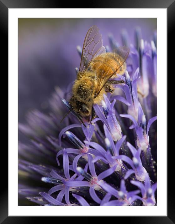 Honey Bee Pollinating Framed Mounted Print by Kelly Bailey