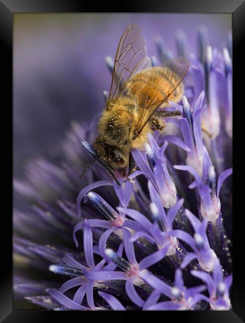 Honey Bee Pollinating Framed Print by Kelly Bailey