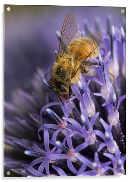 Honey Bee Pollinating Acrylic by Kelly Bailey